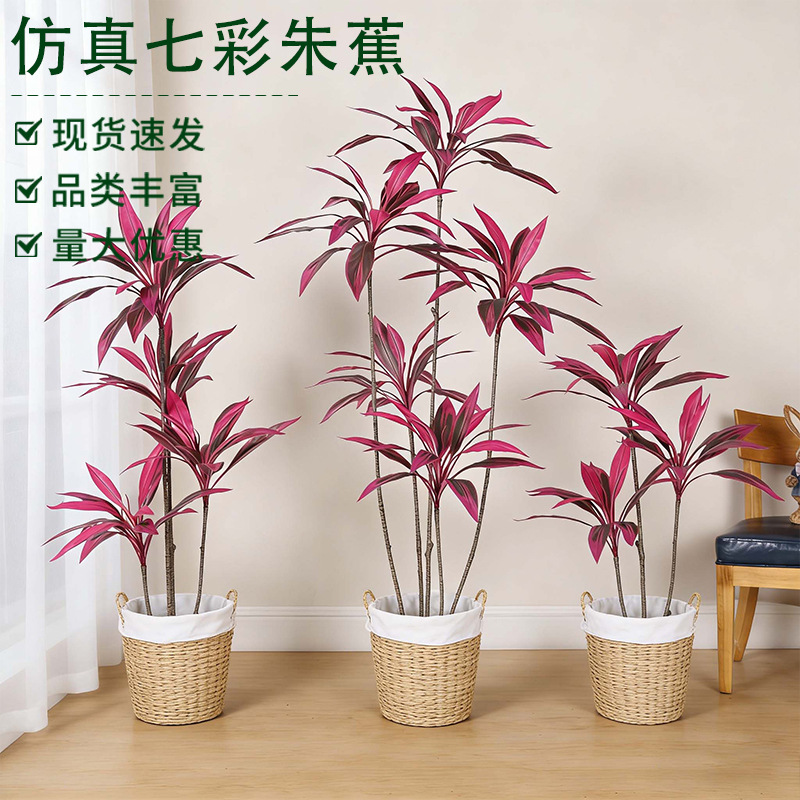 高端仿真七彩朱蕉 客廳落地綠植